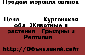 Продам морских свинок › Цена ­ 1 200 - Курганская обл. Животные и растения » Грызуны и Рептилии   